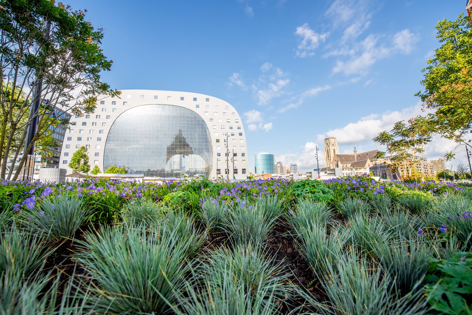 The Markthal in Rotterdam seen across a foreground of ornamental grasses and purple flowers, its great arch and glass wall rising beyond with the Laurenskerk church tower to the right, a view Amogh photographed