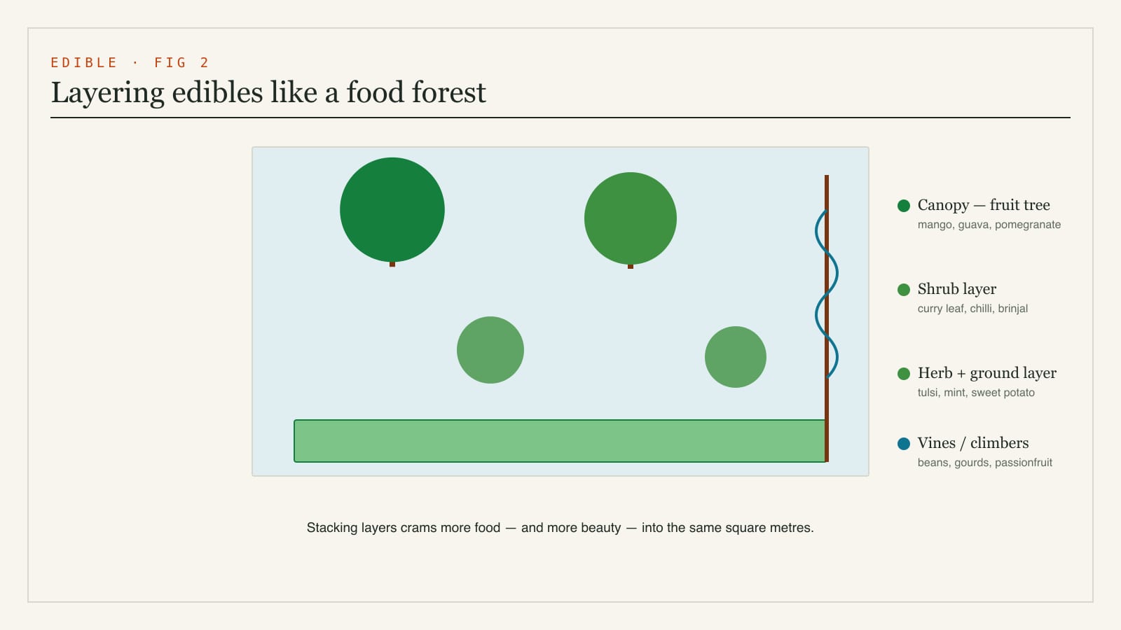 Diagram of edible planting layers like a layered food garden - a fruit-tree canopy, a shrub layer of edibles, an herb layer, a ground-cover layer and climbing vines