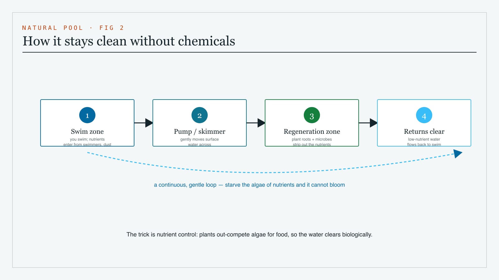 Diagram of how a natural swimming pool stays clean - water circulates through the plant regeneration zone where biological filtration removes nutrients, then returns clear to the swimming zone