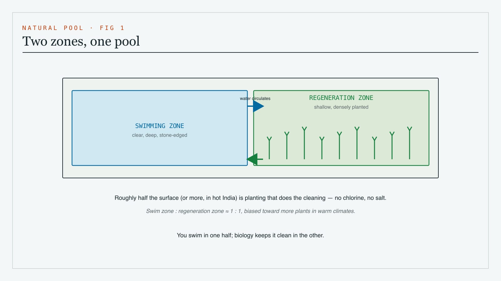Plan diagram of a natural swimming pool showing the clear swimming zone, the separate planted regeneration zone and the circulation of water between them, with the area ratio noted