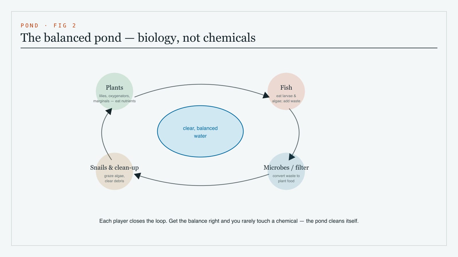 Diagram of a balanced pond ecosystem showing how oxygenating plants, marginal and floating plants, fish, snails and a filter keep the water clear without chemicals