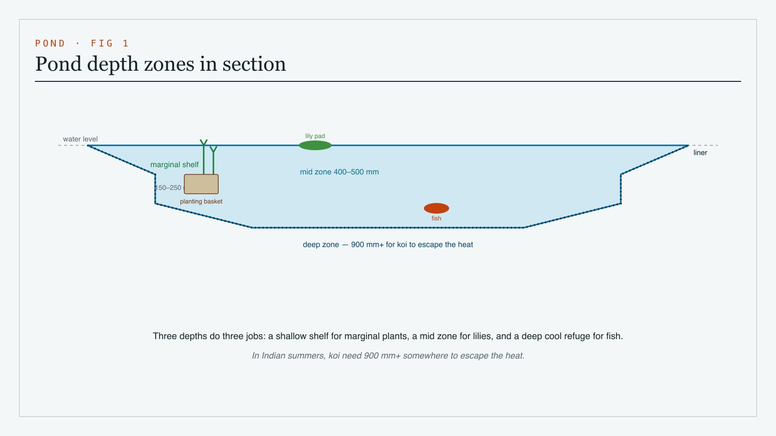 Cross-section of a garden pond showing the depth zones - a shallow marginal planting shelf, a mid zone and a deep zone for fish - with the liner, planting baskets and base detailed