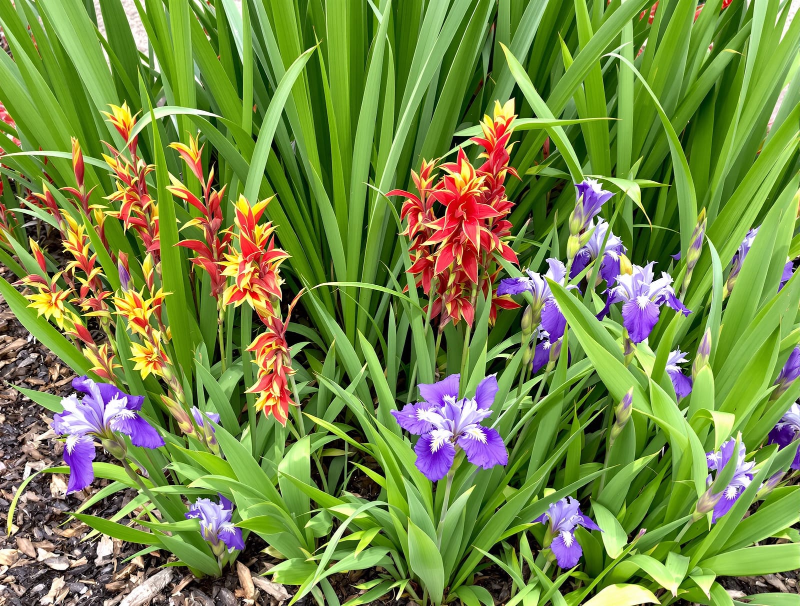 Close view of rain-garden planting - cannas, umbrella sedge and iris that tolerate both flooding and dry spells - thriving in a shallow basin