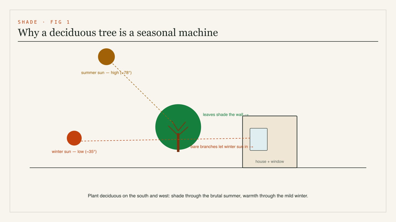 Diagram of summer versus winter sun angles on a house, showing how a deciduous tree shades the wall in summer but lets winter sun through after leaf-fall