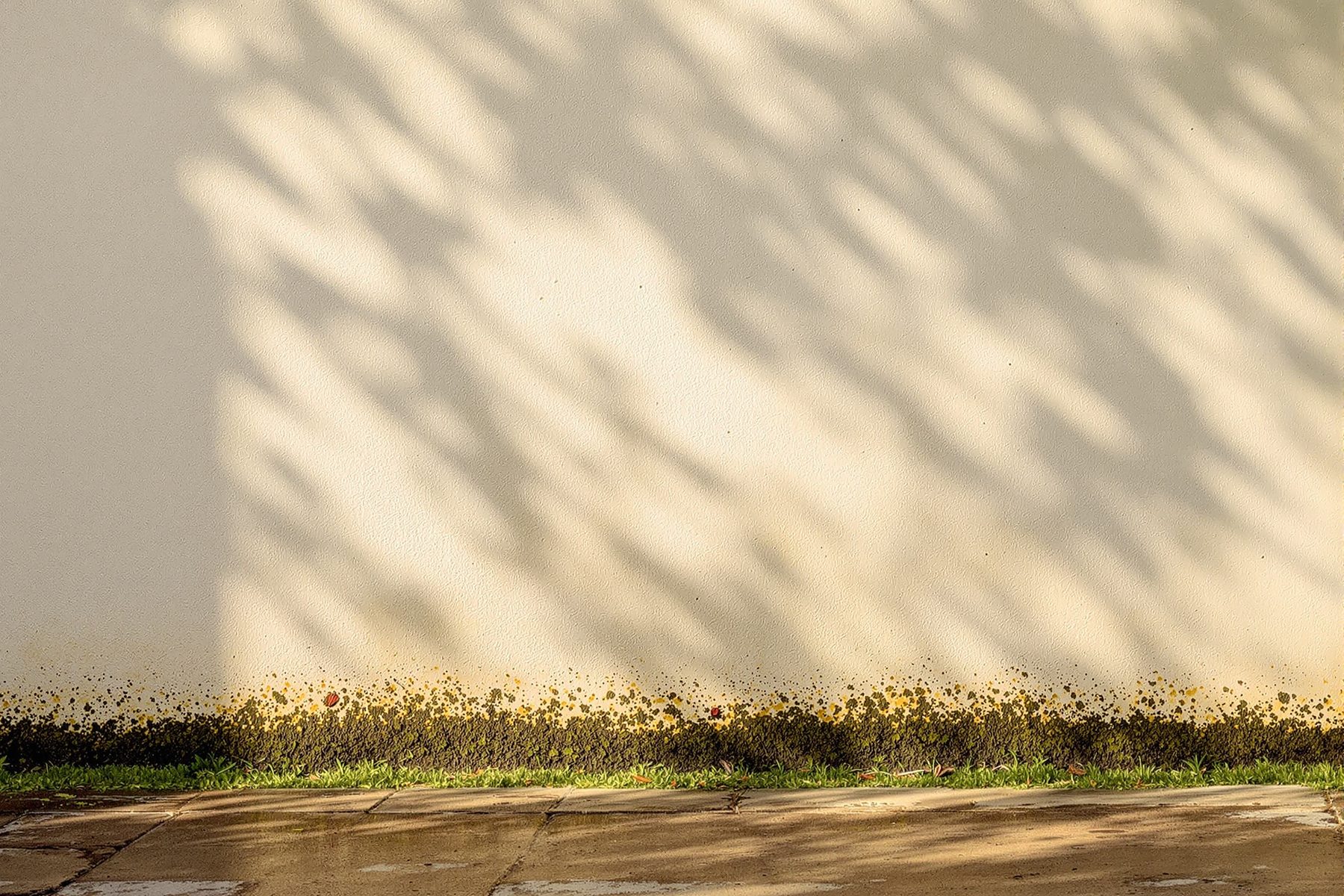 A weathered lime-plastered Indian wall drying in clear post-monsoon light — aged but sound