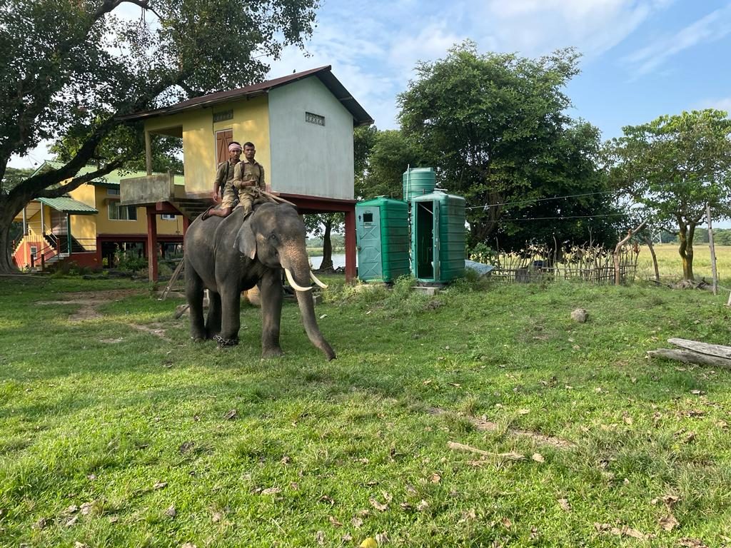 An elephant and its mahout in front of the raised barracks at Pobitora