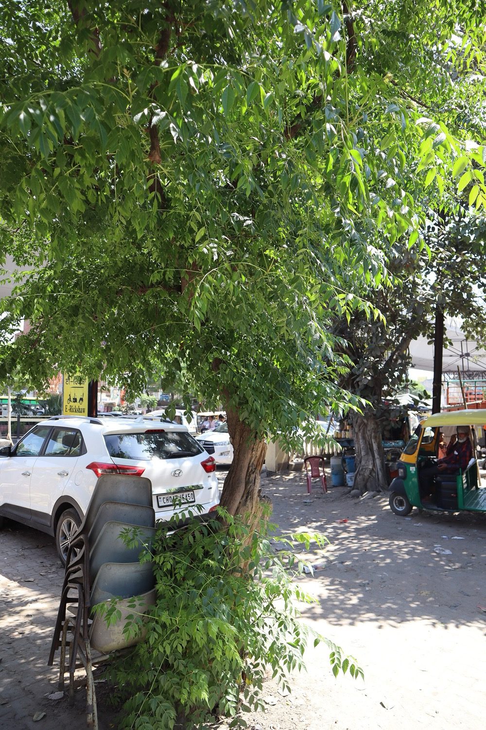 A large shade tree creating a cool microclimate — site features modify the regional climate.