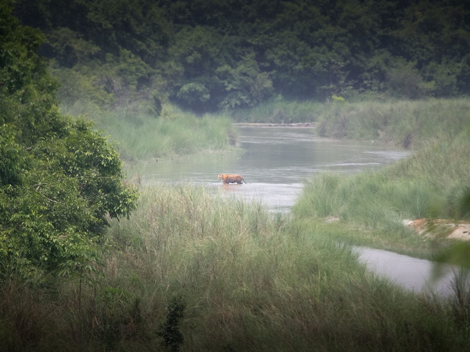 A Bengal tiger in its habitat — an endangered flagship species of Indian conservation.
