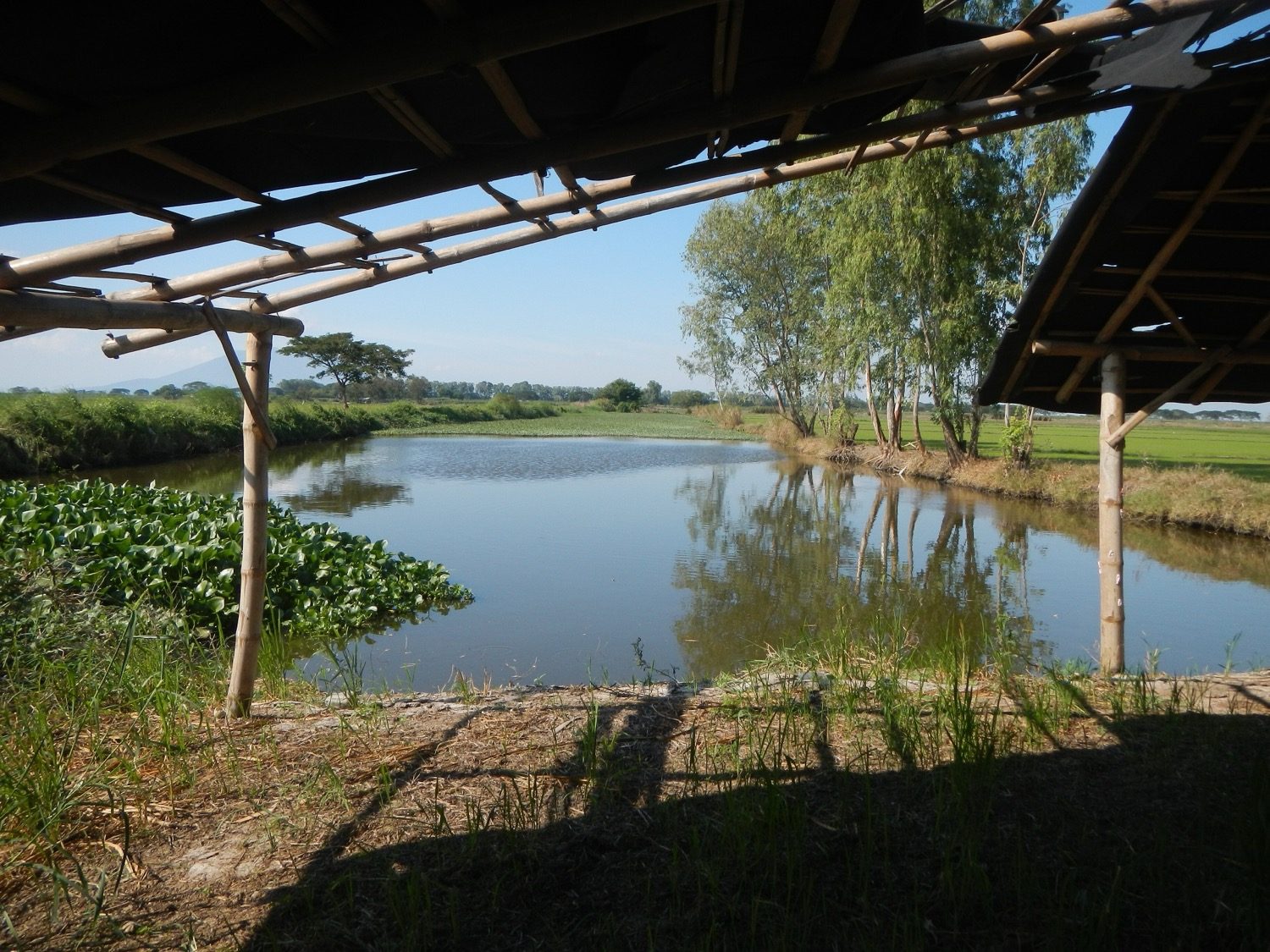 A freshwater wetland — a productive aquatic ecosystem of water, reeds and birds.